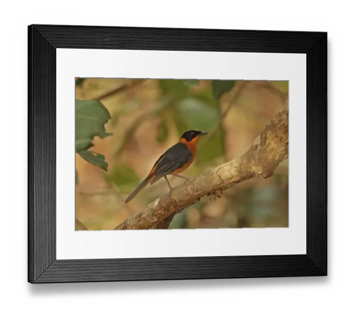 Framed Print : Snowy-crowned Robin-chat (Cossypha niveicapilla) adult female, perched on branch, Mole N. P. Ghana, February Framed Print : Snowy-crowned Robin-chat (Cossypha niveicapilla) adult female, perched on branch, Mole N. P. Ghana, February