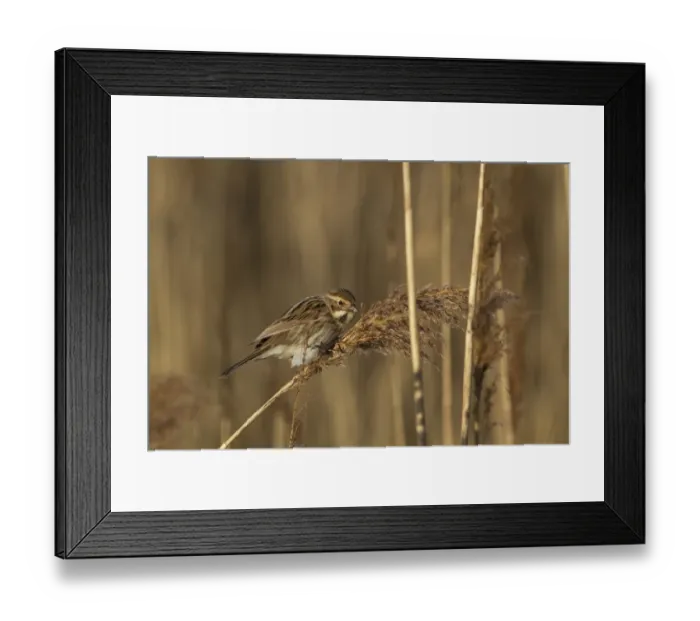 Framed Print : Common Reed Bunting (Emberiza schoeniclus) adult female, feeding on reed seeds, Norfolk, England, February Framed Print : Common Reed Bunting (Emberiza schoeniclus) adult female, feeding on reed seeds, Norfolk, England, February