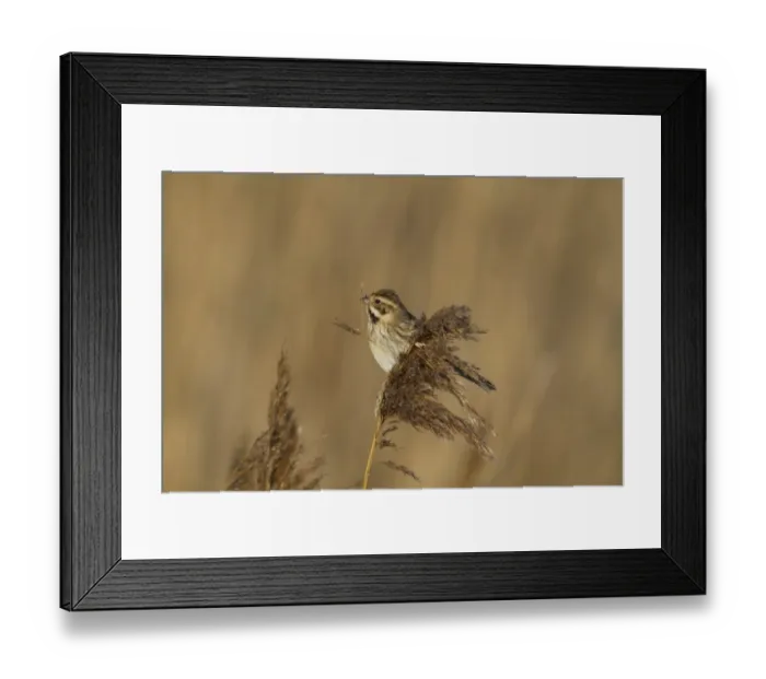 Framed Print : Common Reed Bunting (Emberiza schoeniclus) adult female, feeding on reed seeds, Norfolk, England, February Framed Print : Common Reed Bunting (Emberiza schoeniclus) adult female, feeding on reed seeds, Norfolk, England, February