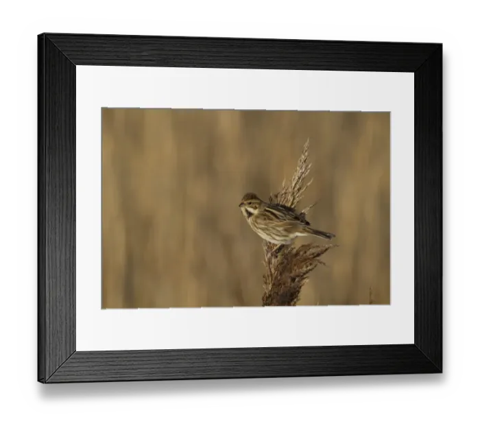 Framed Print : Common Reed Bunting (Emberiza schoeniclus) adult female, feeding on reed seeds, Norfolk, England, February Framed Print : Common Reed Bunting (Emberiza schoeniclus) adult female, feeding on reed seeds, Norfolk, England, February