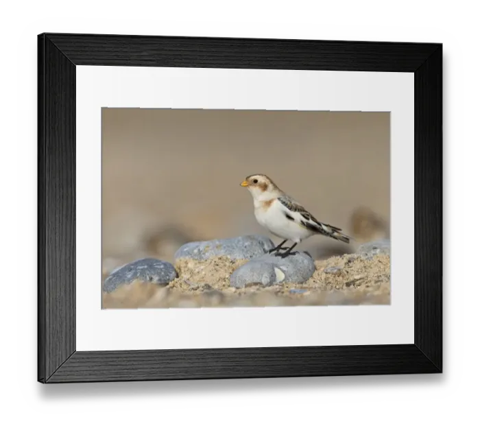 Framed Print : Snow Bunting (Plectrophenax nivalis) adult male, non-breeding plumage, standing on stone on beach, Suffolk, England Framed Print : Snow Bunting (Plectrophenax nivalis) adult male, non-breeding plumage, standing on stone on beach, Suffolk, England