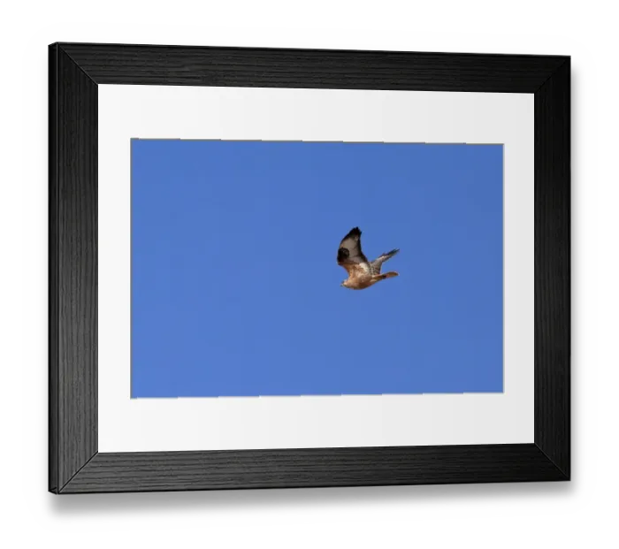 Framed Print : Long-legged Buzzard (Buteo rufinus cirtensis) North African subspecies, adult, in flight, Morocco, November Framed Print : Long-legged Buzzard (Buteo rufinus cirtensis) North African subspecies, adult, in flight, Morocco, November