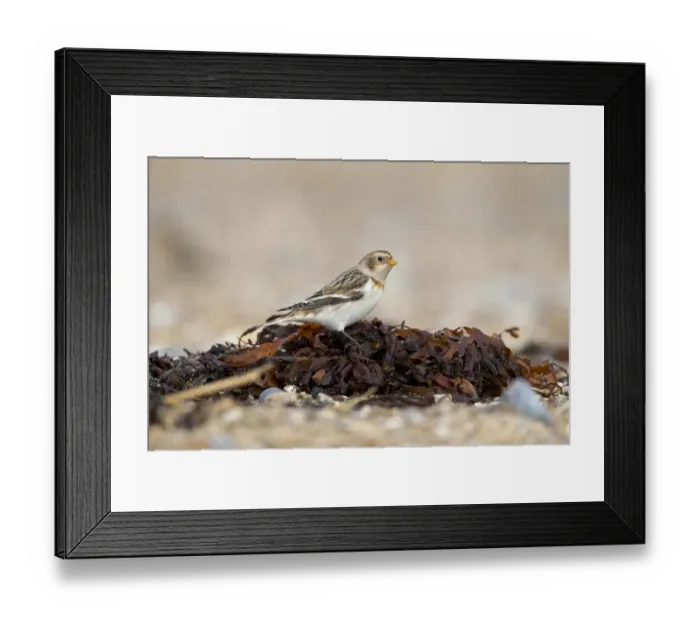 Framed Print : Snow Bunting (Plectrophenax nivalis) adult male, non-breeding plumage, standing on seaweed washed up on beach, Suffolk Framed Print : Snow Bunting (Plectrophenax nivalis) adult male, non-breeding plumage, standing on seaweed washed up on beach, Suffolk