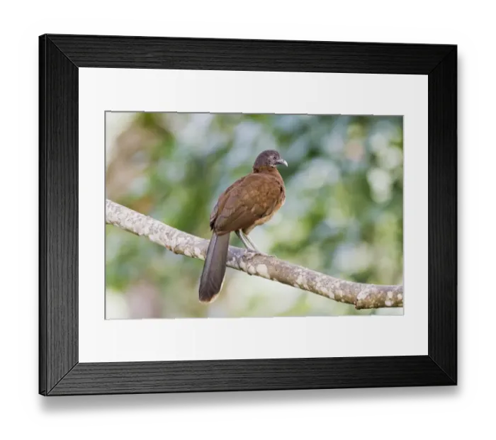 Framed Print : Grey-headed Chachalaca (Ortalis cinereiceps) adult, perched on branch, Ecuador, April