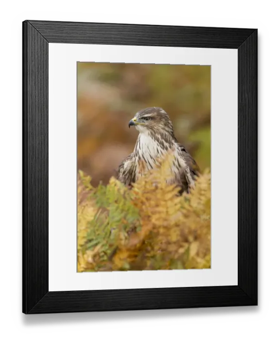 Framed Print : Common Buzzard (Buteo buteo) adult, amongst Bracken (Pteridium aquilinum) fronds in autumn colour, Suffolk, England Framed Print : Common Buzzard (Buteo buteo) adult, amongst Bracken (Pteridium aquilinum) fronds in autumn colour, Suffolk, England