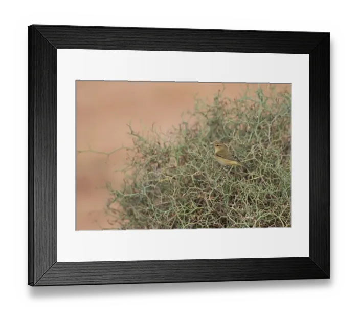 Framed Print : Eurasian Chiffchaff (Phylloscopus collybita) adult, autumn migrant, perched in spiny bush, Morocco, November Framed Print : Eurasian Chiffchaff (Phylloscopus collybita) adult, autumn migrant, perched in spiny bush, Morocco, November