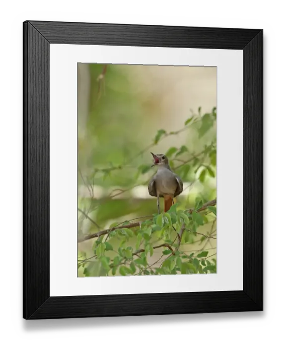 Framed Print : Familiar Chat (Cercomela familiaris falkensteini) adult, yawning, perched on twig, Mole N. P. Ghana, February Framed Print : Familiar Chat (Cercomela familiaris falkensteini) adult, yawning, perched on twig, Mole N. P. Ghana, February
