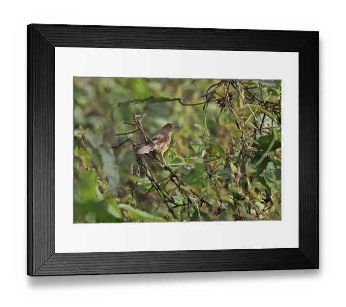 Framed Print : Singing Cisticola (Cisticola cantans swanzii) adult, perched in bush, Atewa, Ghana, February Framed Print : Singing Cisticola (Cisticola cantans swanzii) adult, perched in bush, Atewa, Ghana, February