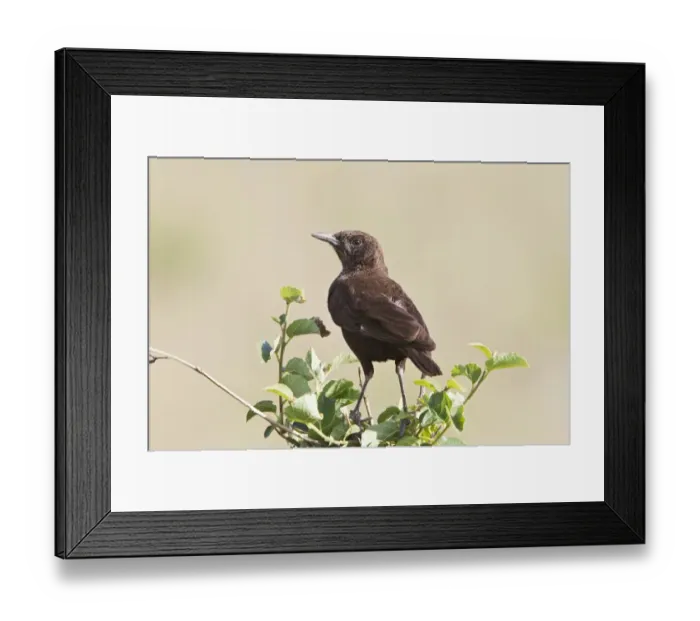Framed Print : Northern Anteater Chat (Myrmecocichla aethiops) adult, perched on bush, Kenya, October Framed Print : Northern Anteater Chat (Myrmecocichla aethiops) adult, perched on bush, Kenya, October