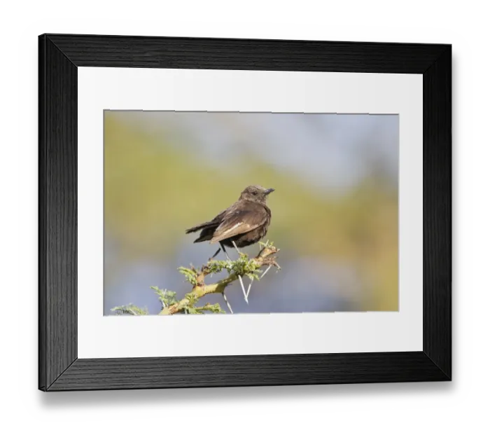 Framed Print : Northern Anteater Chat (Myrmecocichla aethiops) adult, perched on thorny twig, Kenya, October Framed Print : Northern Anteater Chat (Myrmecocichla aethiops) adult, perched on thorny twig, Kenya, October