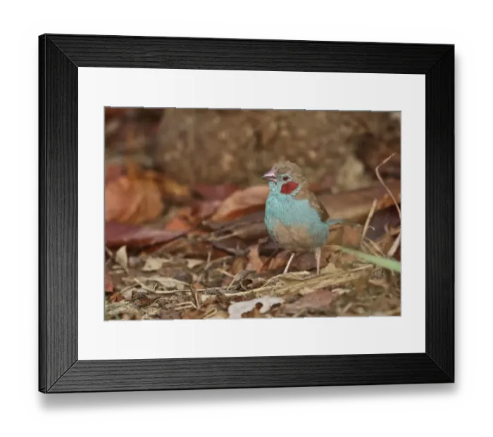 Framed Print : Red-cheeked Cordon-bleu (Uraeginthus bengalus bengalus) adult male, standing on ground, Mole N. P. Ghana, February