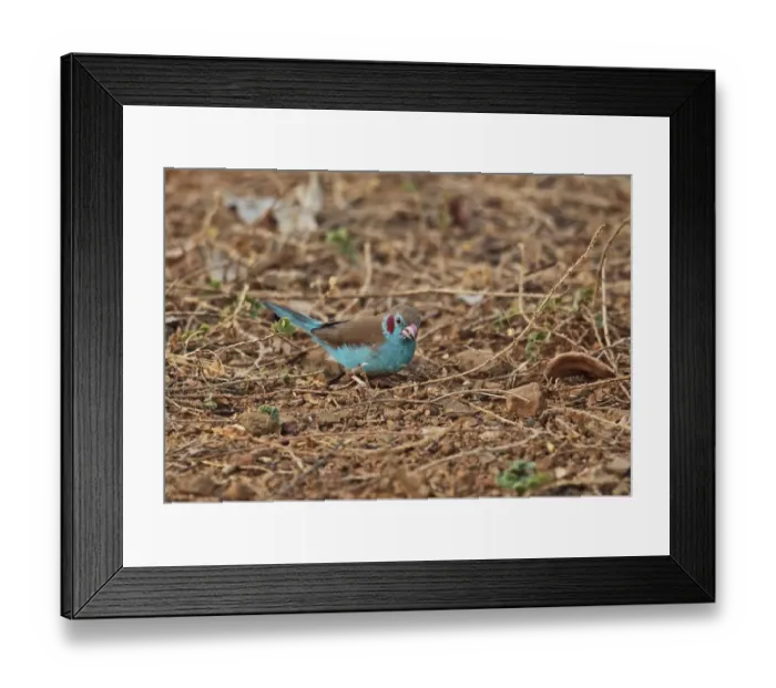 Framed Print : Red-cheeked Cordon-bleu (Uraeginthus bengalus bengalus) adult male, feeding on ground, Mole N. P. Ghana, February Framed Print : Red-cheeked Cordon-bleu (Uraeginthus bengalus bengalus) adult male, feeding on ground, Mole N. P. Ghana, February