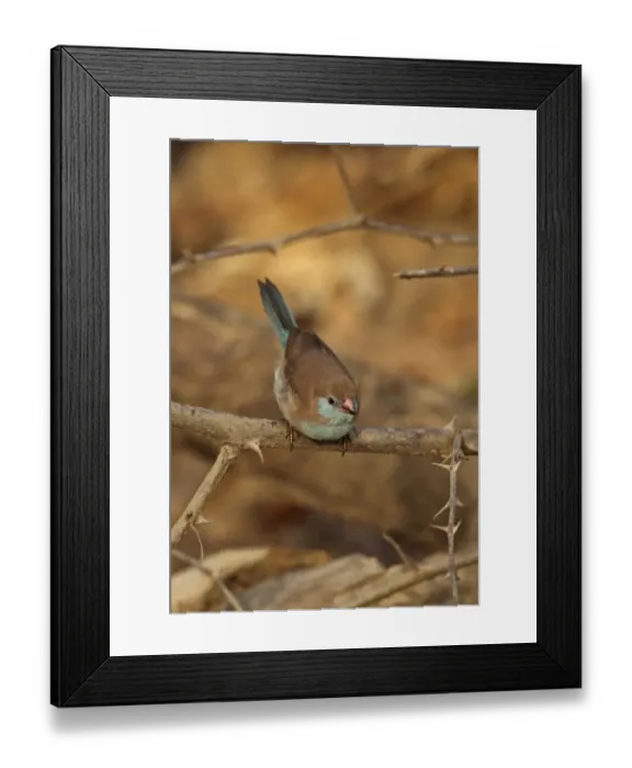 Framed Print : Red-cheeked Cordon-bleu (Uraeginthus bengalus bengalus) adult female, perched on twig, Mole N. P. Ghana, February Framed Print : Red-cheeked Cordon-bleu (Uraeginthus bengalus bengalus) adult female, perched on twig, Mole N. P. Ghana, February