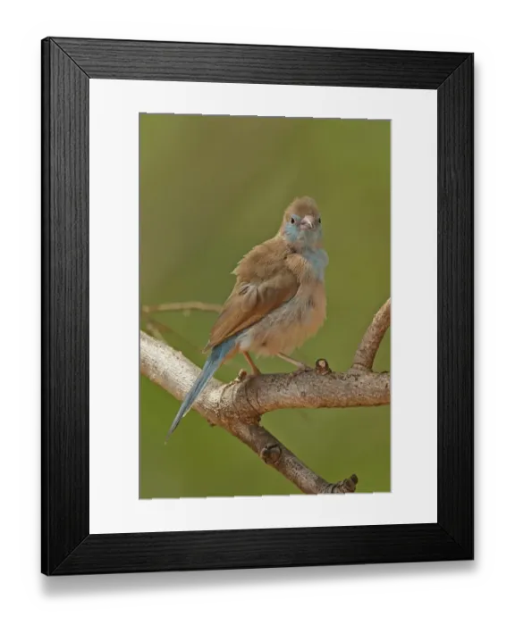 Framed Print : Red-cheeked Cordon-bleu (Uraeginthus bengalus bengalus) immature, perched on branch, Mole N. P. Ghana, February