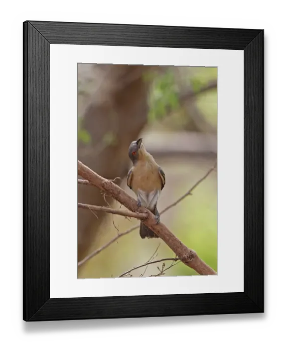 Framed Print : Northern Puffback (Dryoscopus gambensis gambensis) adult female, foraging in tree, Mole N. P. Ghana, February Framed Print : Northern Puffback (Dryoscopus gambensis gambensis) adult female, foraging in tree, Mole N. P. Ghana, February