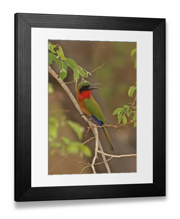 Framed Print : Red-throated Bee-eater (Merops bullocki bullocki) adult, panting, perched on twig, Mole N. P. Ghana, February Framed Print : Red-throated Bee-eater (Merops bullocki bullocki) adult, panting, perched on twig, Mole N. P. Ghana, February
