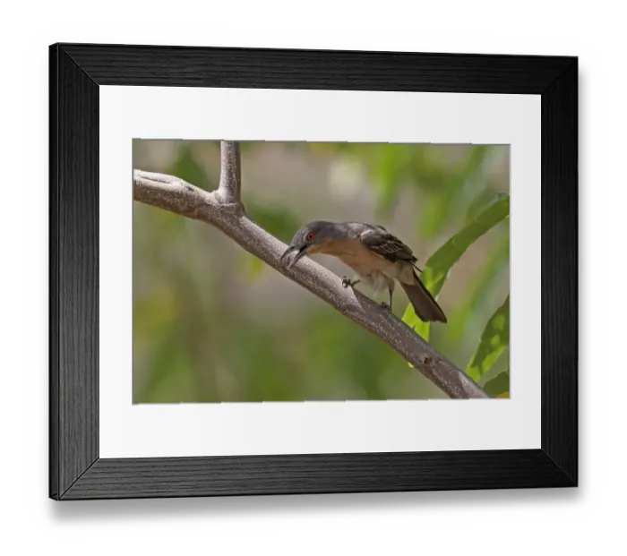 Framed Print : Northern Puffback (Dryoscopus gambensis gambensis) adult female, foraging in tree, Mole N. P. Ghana, February Framed Print : Northern Puffback (Dryoscopus gambensis gambensis) adult female, foraging in tree, Mole N. P. Ghana, February