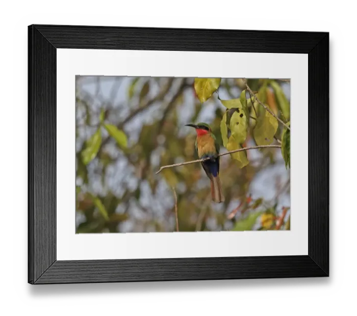Framed Print : Red-throated Bee-eater (Merops bullocki bullocki) adult, perched on twig, Mole N. P. Ghana, February Framed Print : Red-throated Bee-eater (Merops bullocki bullocki) adult, perched on twig, Mole N. P. Ghana, February