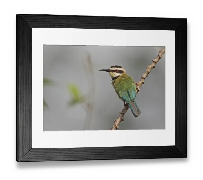 Framed Print : White-throated Bee-eater (Merops albicollis) adult, with missing tail streamers, perched on twig, Abrafo Forest Road Framed Print : White-throated Bee-eater (Merops albicollis) adult, with missing tail streamers, perched on twig, Abrafo Forest Road