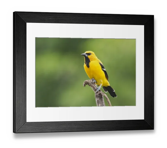 Framed Print : Yellow Oriole (Icterus nigrogularis) adult, perched on stem, Trinidad, Trinidad and Tobago, November