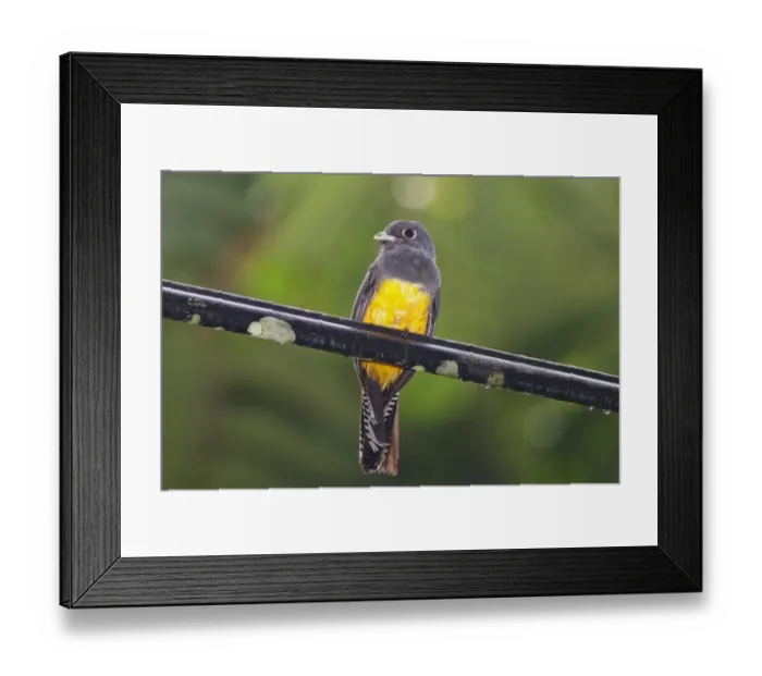 Framed Print : Violaceous Trogon (Trogon violaceus) adult female, perched on telegraph wire, Trinidad, Trinidad and Tobago, November Framed Print : Violaceous Trogon (Trogon violaceus) adult female, perched on telegraph wire, Trinidad, Trinidad and Tobago, November