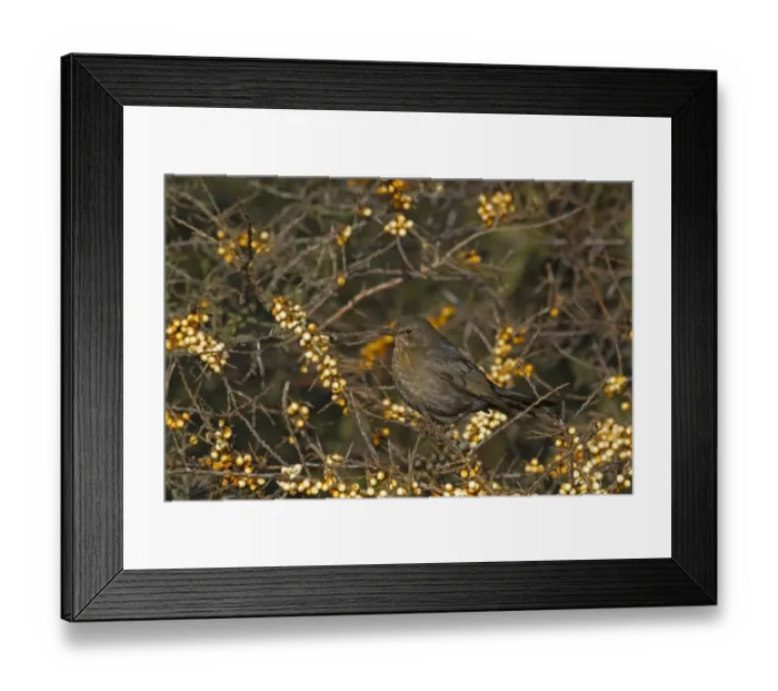 Framed Print : European Blackbird (Turdus merula) adult female, feeding on Sea Buckthorn (Hippophae rhamnoides) berries, Norfolk