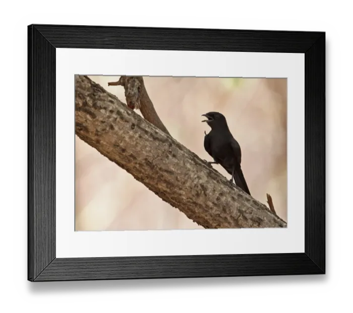 Framed Print : Northern Black-flycatcher (Melaenornis edolioides edolioides) adult, panting, perched on branch, Mole N. P Framed Print : Northern Black-flycatcher (Melaenornis edolioides edolioides) adult, panting, perched on branch, Mole N. P