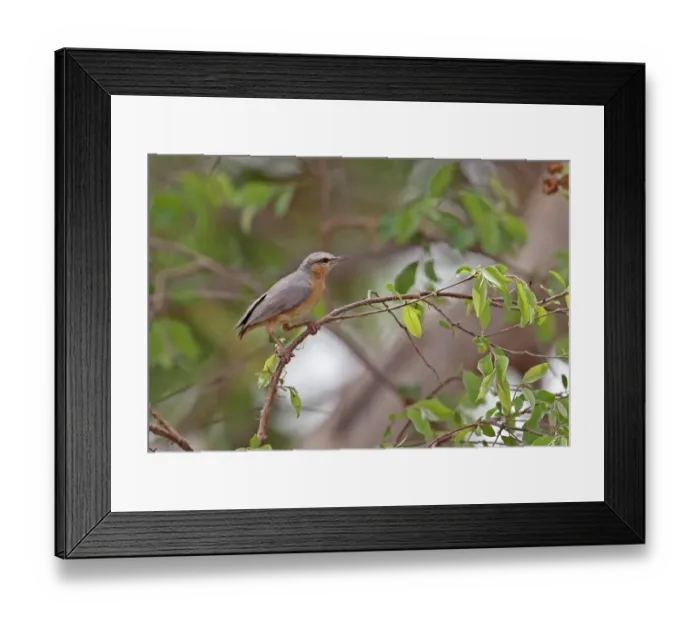 Framed Print : Northern Crombec (Sylvietta brachyura brachyura) adult, perched on twig, Mole N. P. Ghana, February Framed Print : Northern Crombec (Sylvietta brachyura brachyura) adult, perched on twig, Mole N. P. Ghana, February