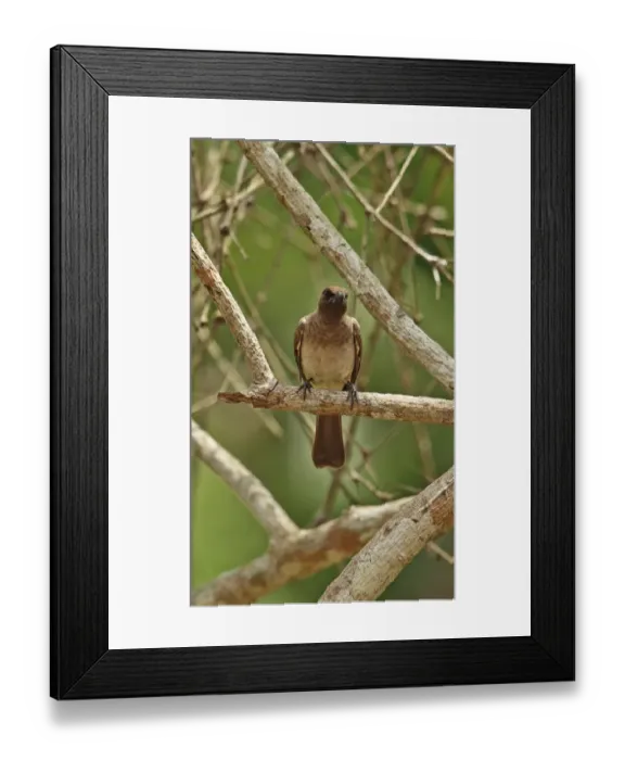 Framed Print : Common Bulbul (Pycnonotus barbatus inornatus) adult, perched on branch, Kakum N. P. Ghana, February Framed Print : Common Bulbul (Pycnonotus barbatus inornatus) adult, perched on branch, Kakum N. P. Ghana, February