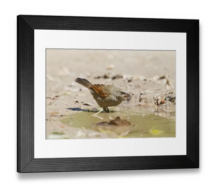 Framed Print : Bay-winged Cowbird (Agelaioides badius) adult, drinking at pool, Buenos Aires, Argentina, February Framed Print : Bay-winged Cowbird (Agelaioides badius) adult, drinking at pool, Buenos Aires, Argentina, February