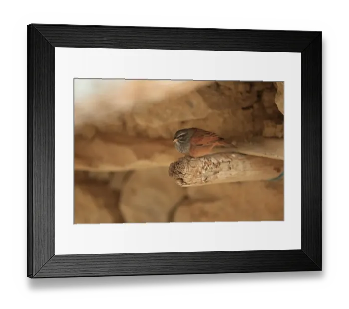 Framed Print : House Bunting (Emberiza sahari) adult male, perched on beam, Morocco, November Framed Print : House Bunting (Emberiza sahari) adult male, perched on beam, Morocco, November