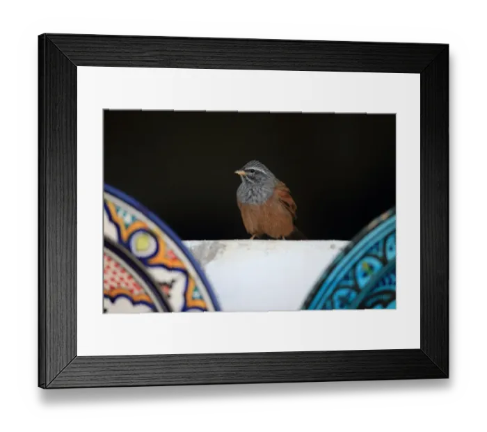 Framed Print : House Bunting (Emberiza sahari) adult male, perched on ledge, Morocco, November Framed Print : House Bunting (Emberiza sahari) adult male, perched on ledge, Morocco, November