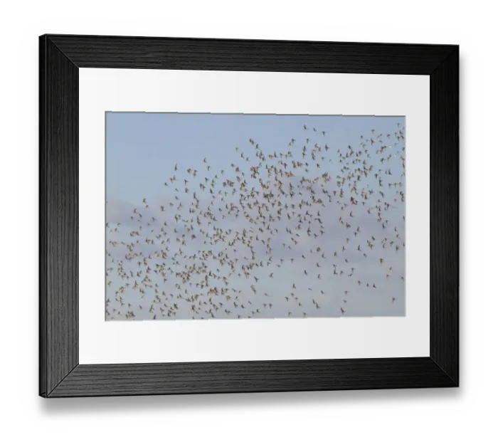 Framed Print : Black-tailed Godwit (Limosa limosa) flock, in flight, Welney W. W. T. Reserve, Ouse Washes, Norfolk, England, December