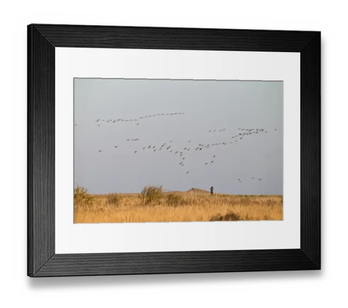 Framed Print : Brent Goose (Branta bernicla) flock, in flight over coastal marshland with birdwatcher, Cley Marshes Reserve