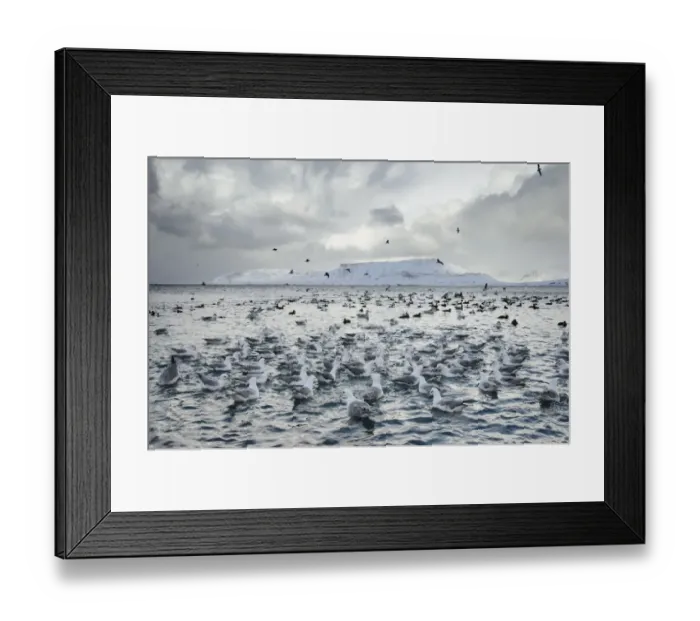 Framed Print : Northern Fulmar (Fulmarus glacialis) flock, feeding at fish processing plant outfall, Grundarfjordur, Snaefellsnes Framed Print : Northern Fulmar (Fulmarus glacialis) flock, feeding at fish processing plant outfall, Grundarfjordur, Snaefellsnes