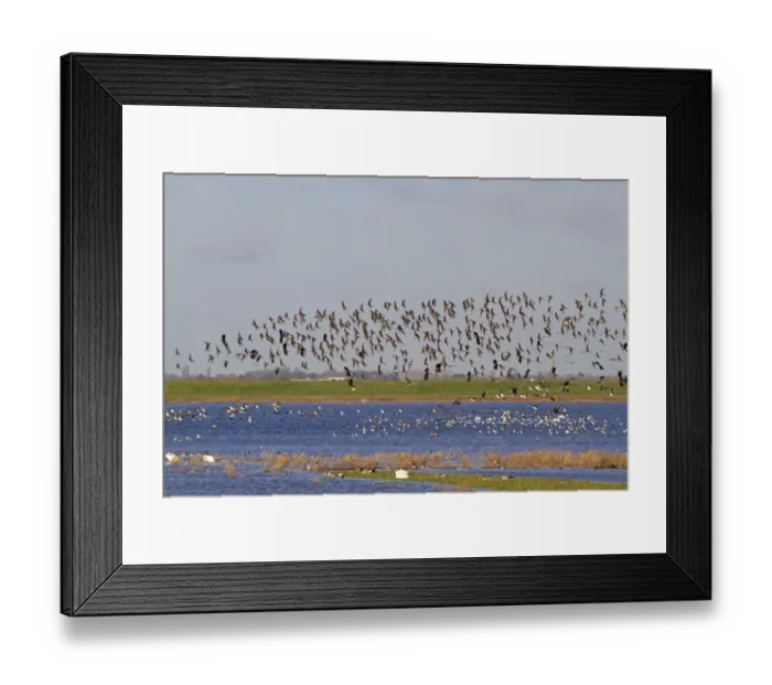 Framed Print : Black-tailed Godwit (Limosa limosa) and Northern Lapwing (Vanellus vanellus) mixed flock Framed Print : Black-tailed Godwit (Limosa limosa) and Northern Lapwing (Vanellus vanellus) mixed flock
