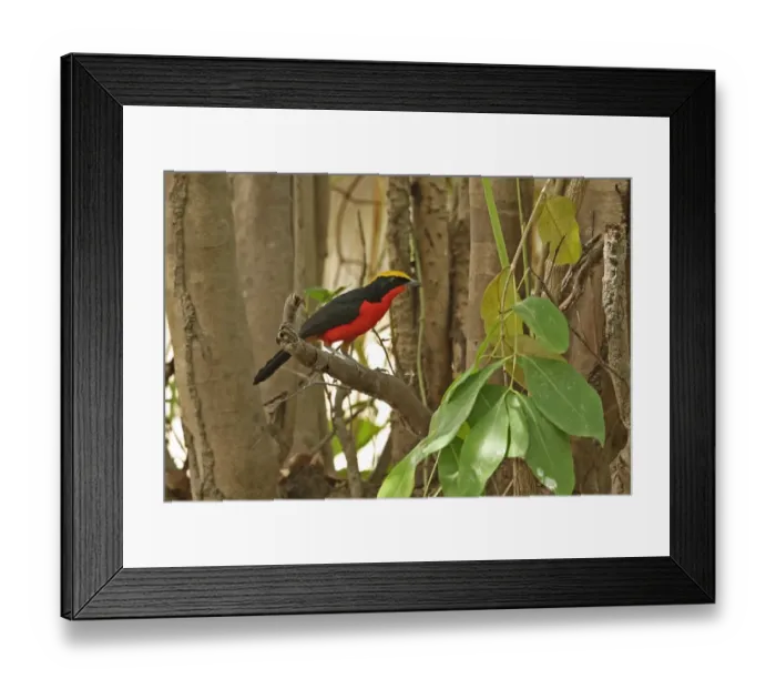 Framed Print : Yellow-crowned Gonolek (Laniarius barbarus barbarus) adult, perched on branch, Mole N. P. Ghana, February Framed Print : Yellow-crowned Gonolek (Laniarius barbarus barbarus) adult, perched on branch, Mole N. P. Ghana, February