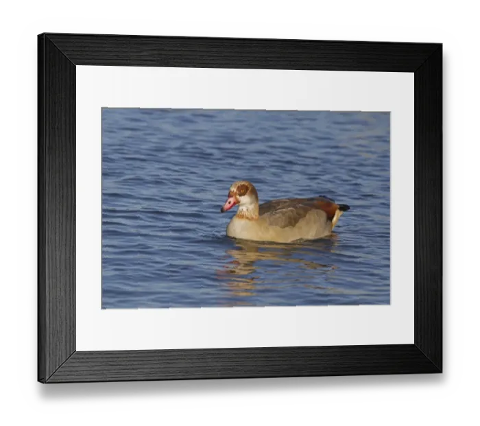 Framed Print : Egyptian Goose (Alopochen aegyptiacus) introduced species, adult, swimming, Norfolk, England, December Framed Print : Egyptian Goose (Alopochen aegyptiacus) introduced species, adult, swimming, Norfolk, England, December