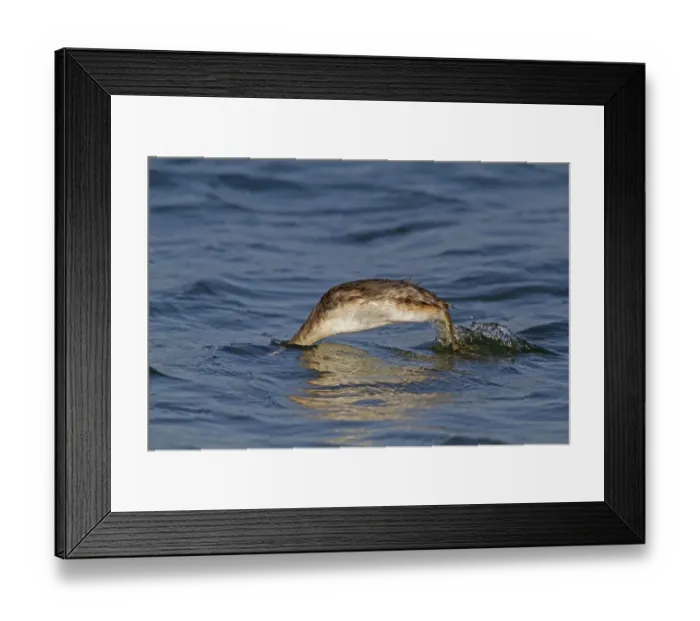 Framed Print : Great Crested Grebe (Podiceps cristatus) adult, non-breeding plumage, diving in sea (2 of 3 in sequence), Norfolk Framed Print : Great Crested Grebe (Podiceps cristatus) adult, non-breeding plumage, diving in sea (2 of 3 in sequence), Norfolk