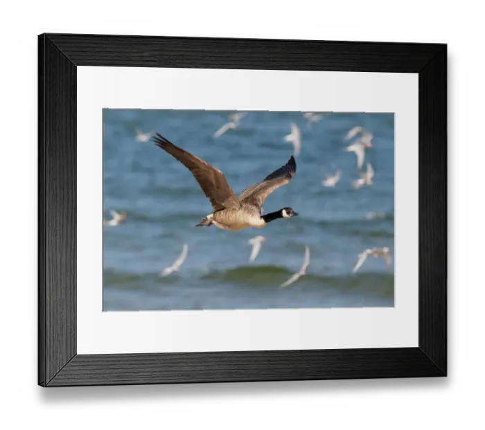 Framed Print : Canada Goose (Branta canadensis) introduced species, adult, in flight through tern colony, Beadnell, Northumberland Framed Print : Canada Goose (Branta canadensis) introduced species, adult, in flight through tern colony, Beadnell, Northumberland