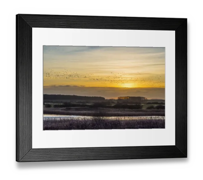 Framed Print : Pink-footed Goose (Anser brachyrhynchus) flock, in flight over marshland habitat, silhouetted at sunset Framed Print : Pink-footed Goose (Anser brachyrhynchus) flock, in flight over marshland habitat, silhouetted at sunset