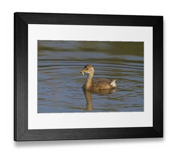 Framed Print : Little Grebe (Tachybaptus ruficollis) adult, non-breeding plumage, swimming with Nine-spined Stickleback Framed Print : Little Grebe (Tachybaptus ruficollis) adult, non-breeding plumage, swimming with Nine-spined Stickleback