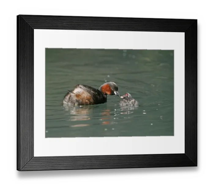 Framed Print : Little Grebe (Tachybaptus ruficollis) adult feeding chick, on water, Warwickshire, England, June Framed Print : Little Grebe (Tachybaptus ruficollis) adult feeding chick, on water, Warwickshire, England, June
