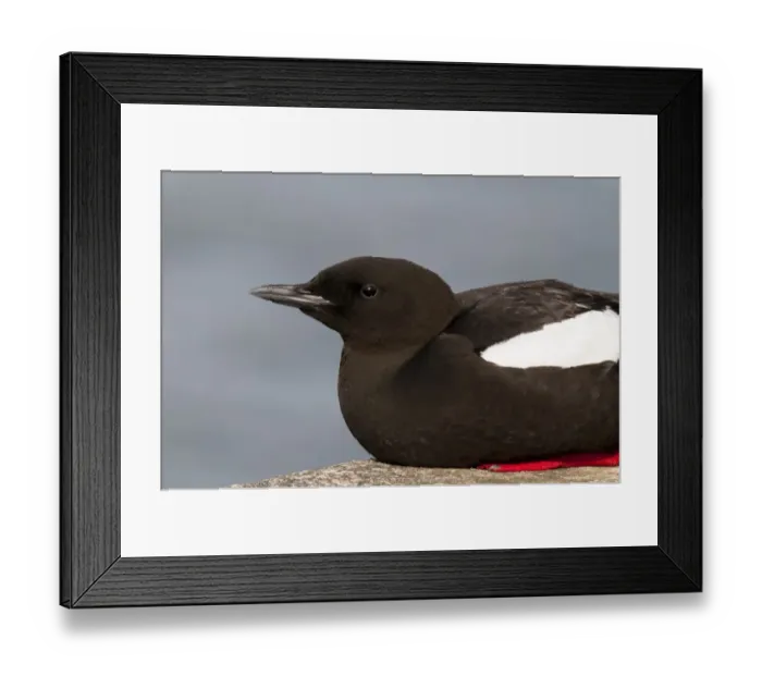 Framed Print : Black Guillemot (Cepphus grylle) adult, breeding plumage, sitting on harbour wall, Oban, Argyll, Scotland, May Framed Print : Black Guillemot (Cepphus grylle) adult, breeding plumage, sitting on harbour wall, Oban, Argyll, Scotland, May