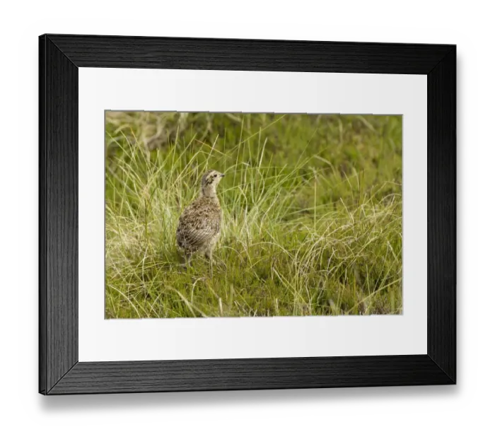 Framed Print : Red Grouse (Lagopus lagopus scoticus) chick, standing on moorland, Yorkshire, England, June Framed Print : Red Grouse (Lagopus lagopus scoticus) chick, standing on moorland, Yorkshire, England, June