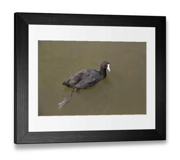 Framed Print : Red-knobbed Coot (Fulica cristata) adult, swimming, Majorca, Balearic Islands, Spain, June