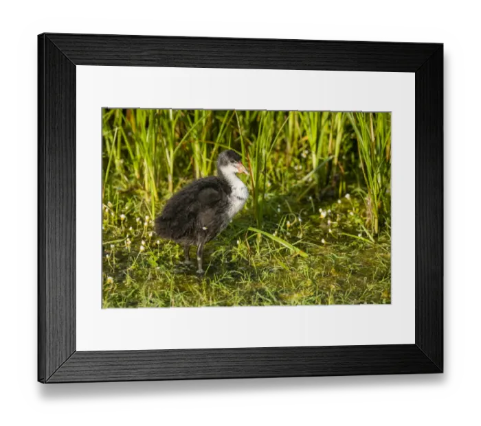 Framed Print : Common Coot (Fulica atra) juvenile, standing in shallow pool, Elmley Marshes N. N. R Framed Print : Common Coot (Fulica atra) juvenile, standing in shallow pool, Elmley Marshes N. N. R