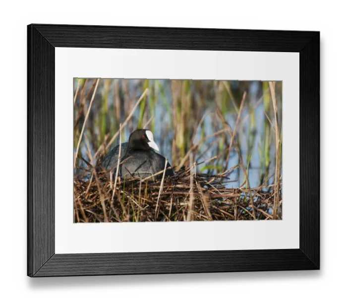Framed Print : Common Coot (Fulica atra) adult, sitting at nest, Elmley Marshes N. N. R. North Kent Marshes, Isle of Sheppey, Kent Framed Print : Common Coot (Fulica atra) adult, sitting at nest, Elmley Marshes N. N. R. North Kent Marshes, Isle of Sheppey, Kent