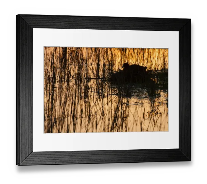 Framed Print : Common Coot (Fulica atra) adult, sitting on nest at sunset, Elmley Marshes N. N. R Framed Print : Common Coot (Fulica atra) adult, sitting on nest at sunset, Elmley Marshes N. N. R