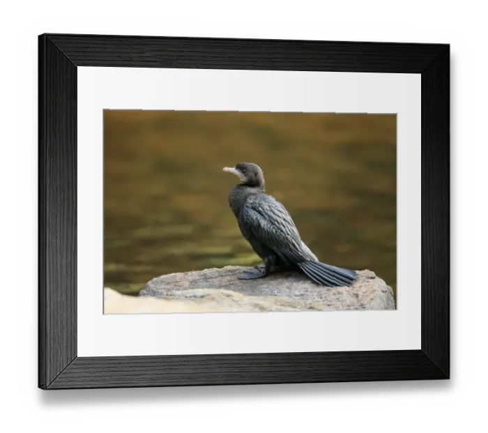 Framed Print : Little Cormorant (Microcarbo niger) adult, non-breeding plumage, standing on rock at edge of water, Sri Lanka, February